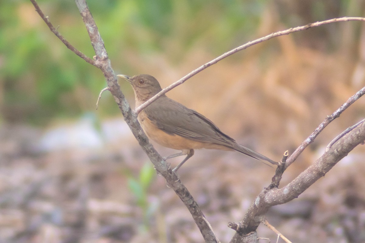 Clay-colored Thrush - Manuel de Jesus Hernandez Ancheita