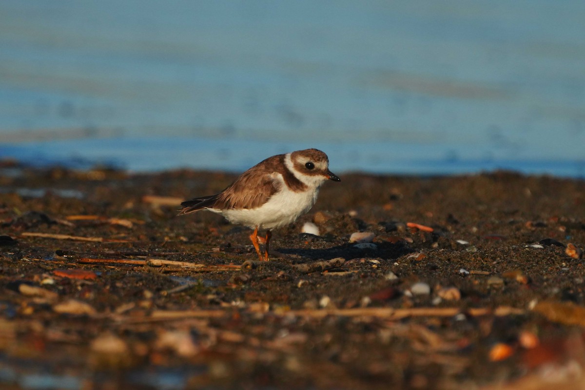 Common Ringed Plover - Victoriano Mora Morillo