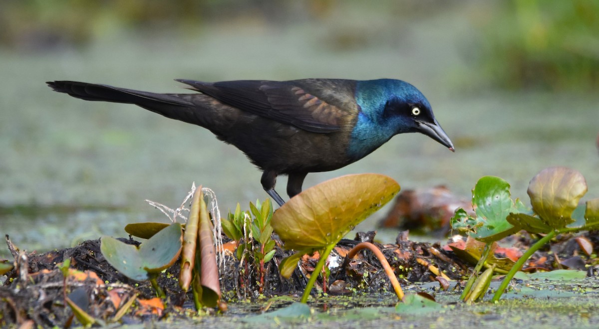 Common Grackle - Ted Stewart