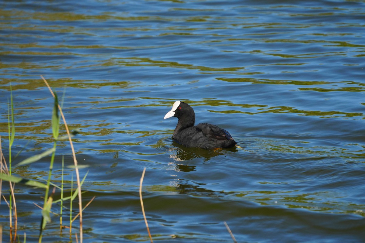 Eurasian Coot - ML619442348