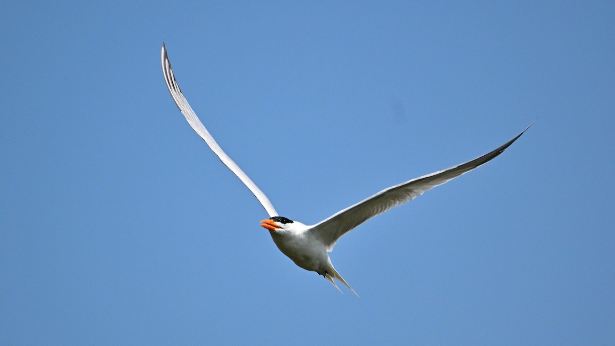 Royal Tern - Steve Butterworth