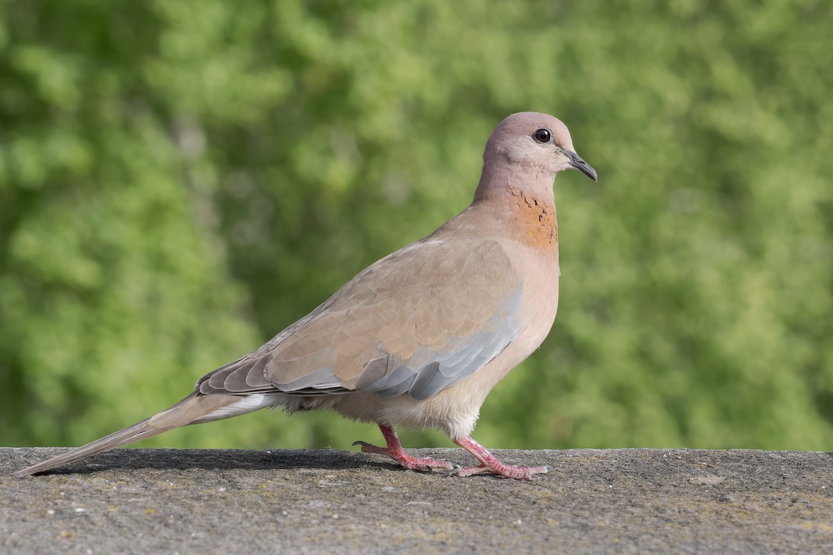 Laughing Dove - Mario Vigo