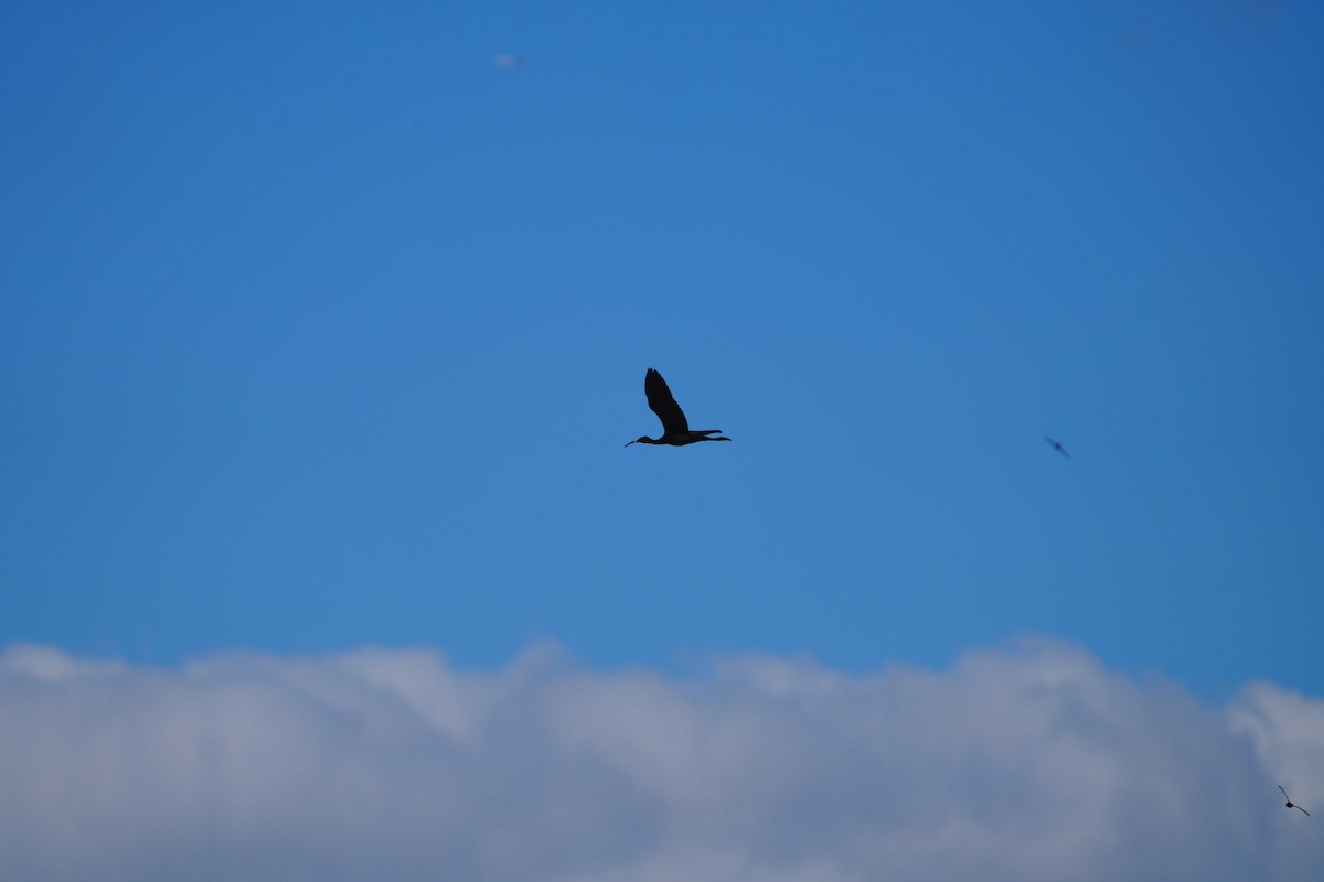 Glossy Ibis - Victoriano Mora Morillo