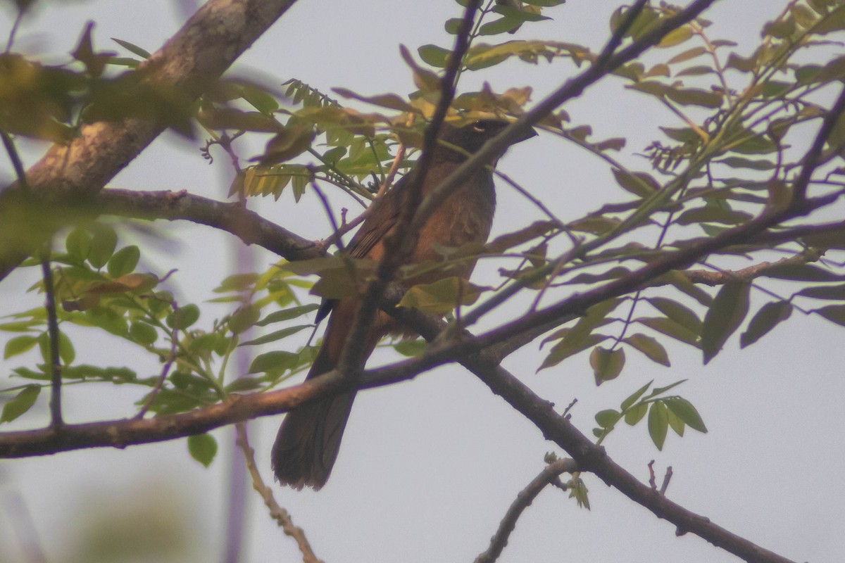 Cinnamon-bellied Saltator - Manuel de Jesus Hernandez Ancheita