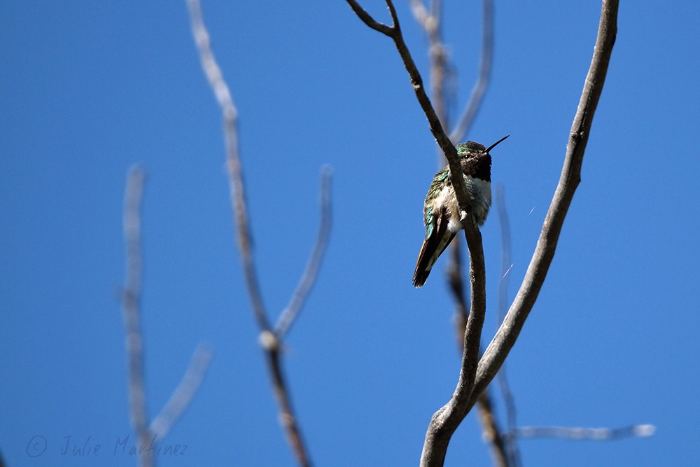 Broad-tailed Hummingbird - Julie Martinez
