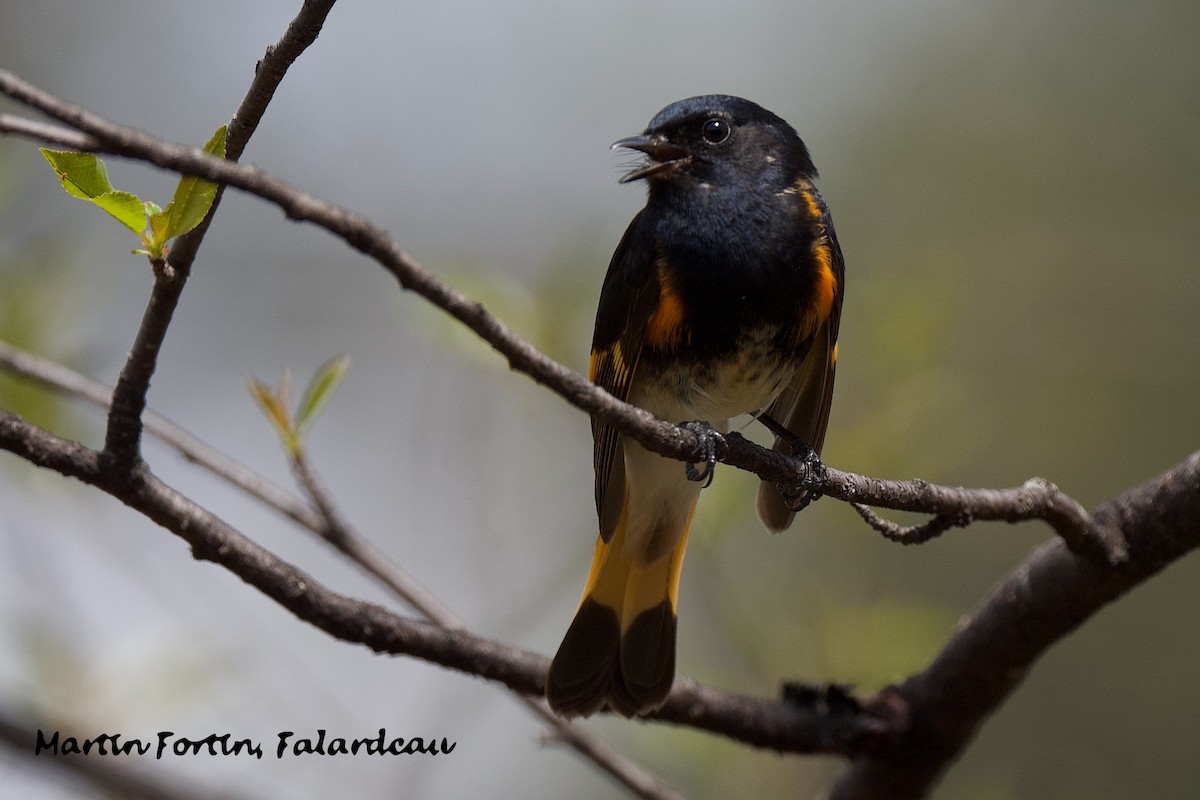 American Redstart - Martin Fortin