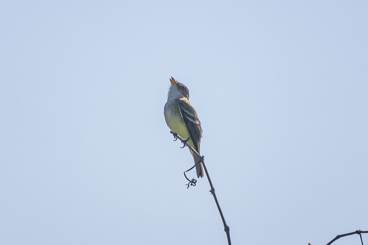 Willow Flycatcher - Joel Bookhammer