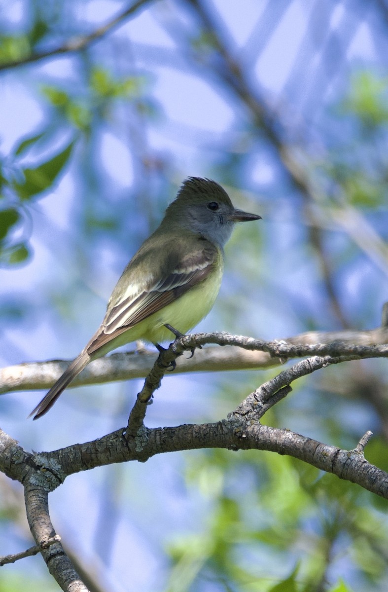 Great Crested Flycatcher - ML619442384