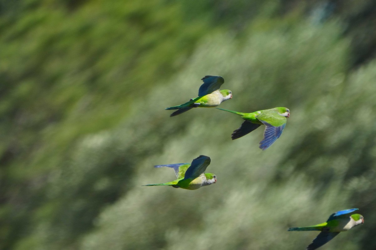 Monk Parakeet - Victoriano Mora Morillo