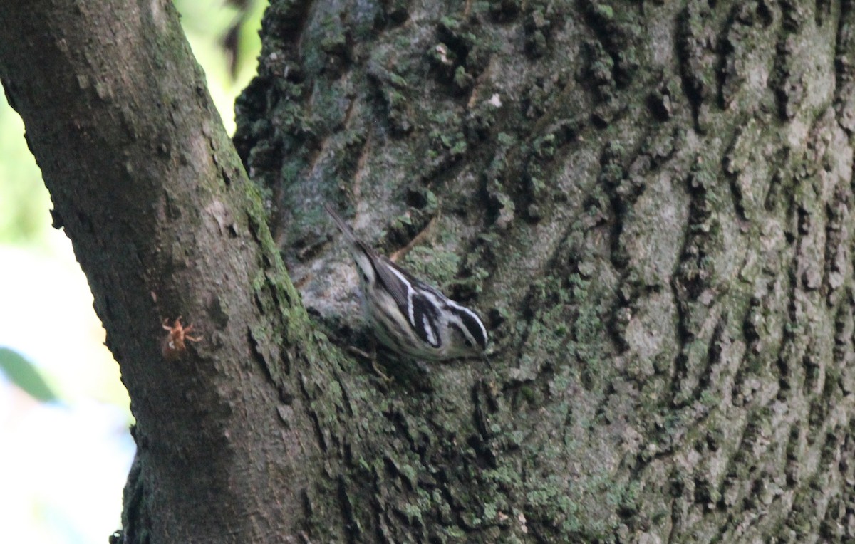 Black-and-white Warbler - Joshua Hedlund