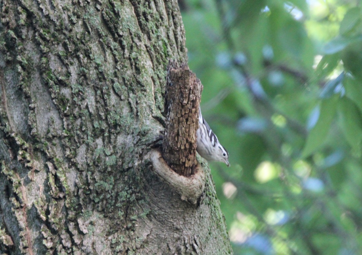 Black-and-white Warbler - Joshua Hedlund