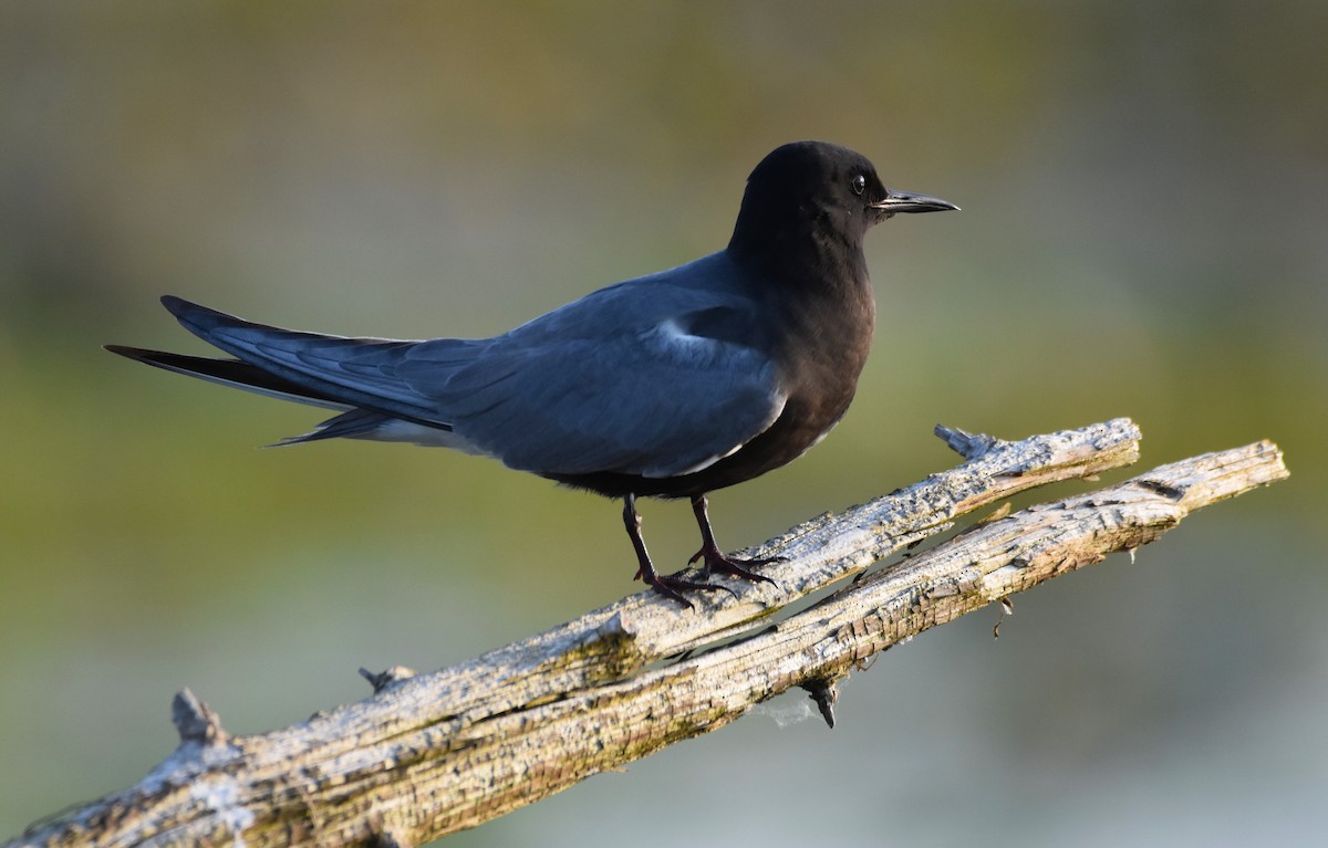 Black Tern - Ted Stewart