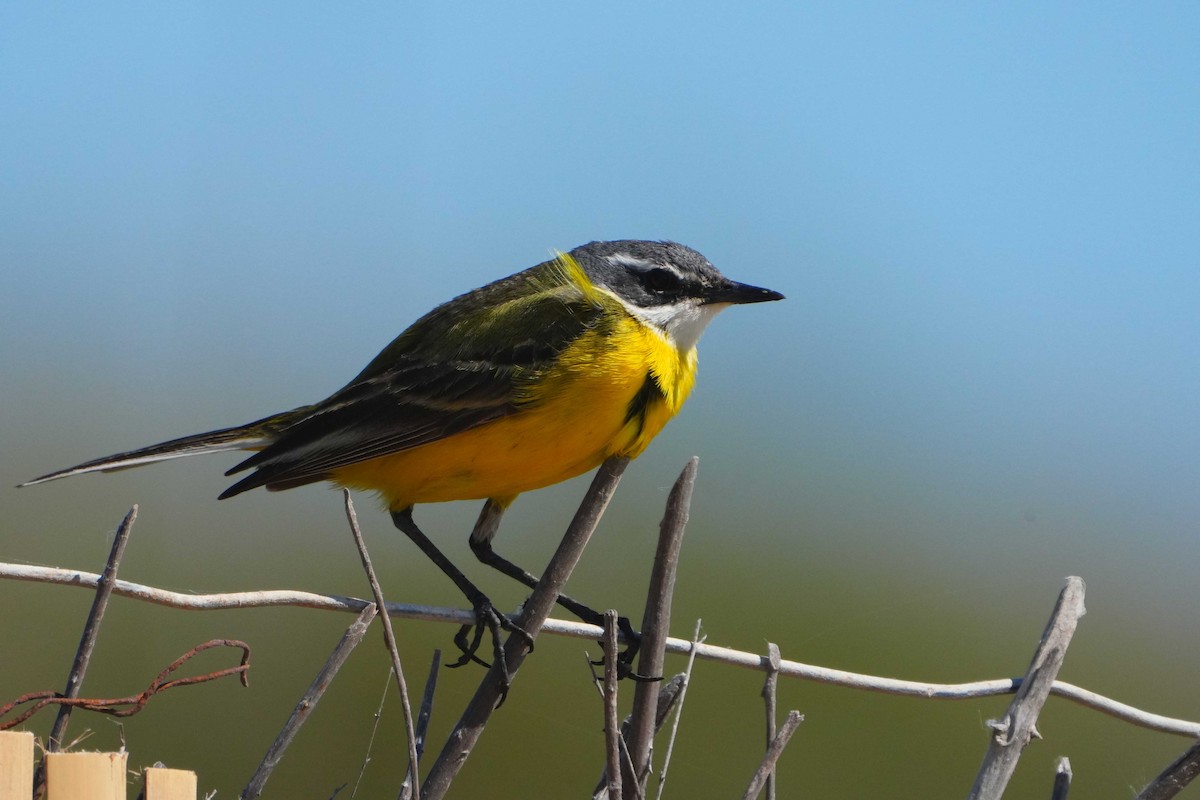 Western Yellow Wagtail - Victoriano Mora Morillo