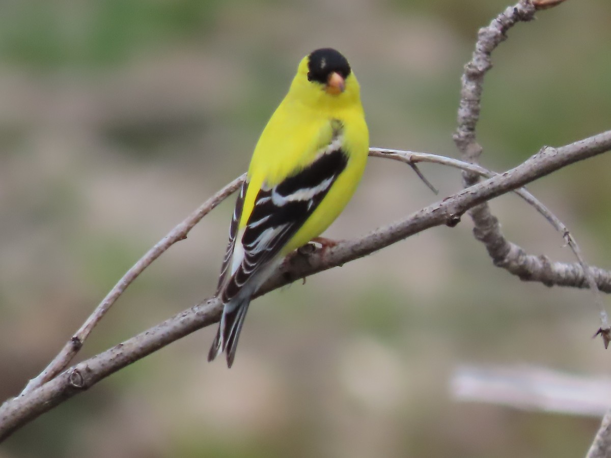 American Goldfinch - claude charest