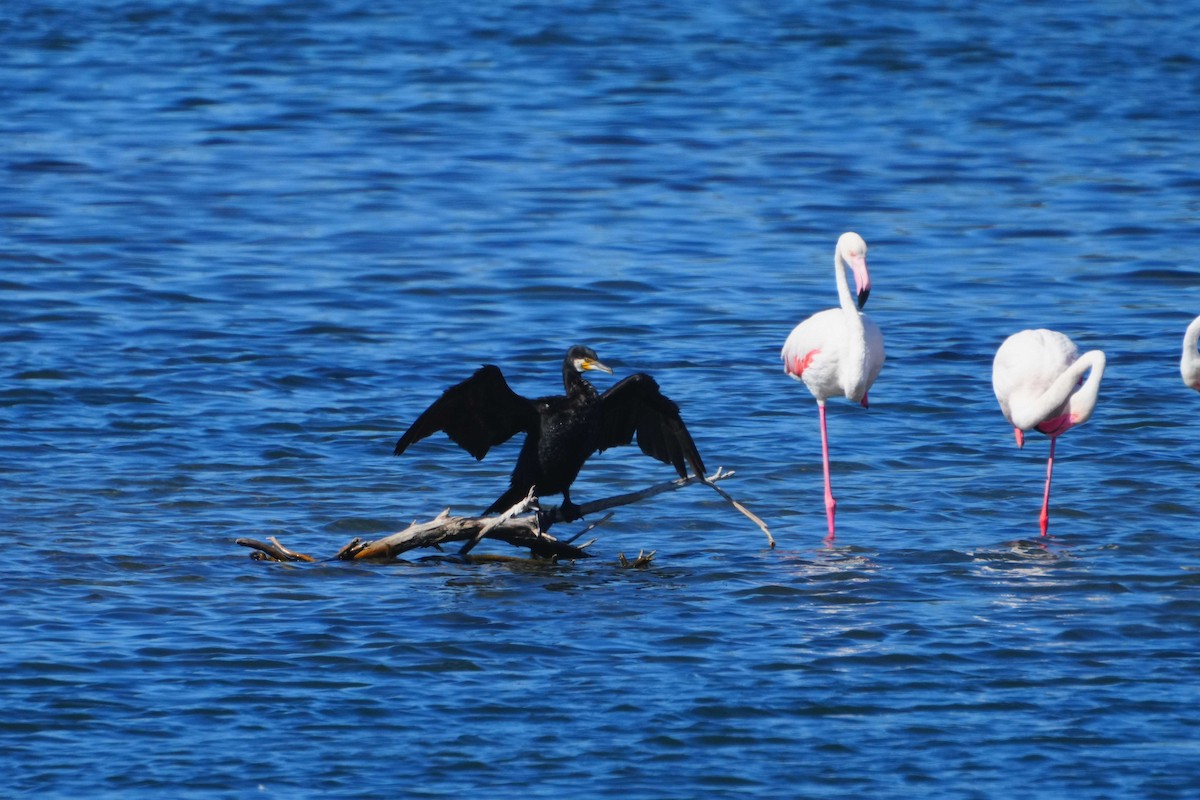 Great Cormorant - Victoriano Mora Morillo