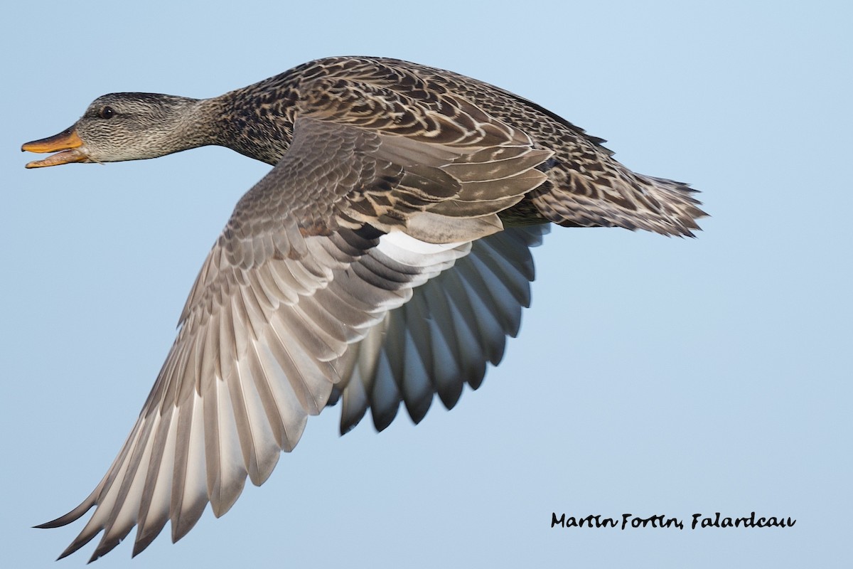 Gadwall - Martin Fortin