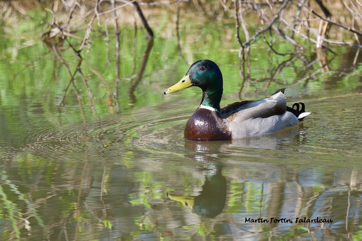 Mallard - ML619442422