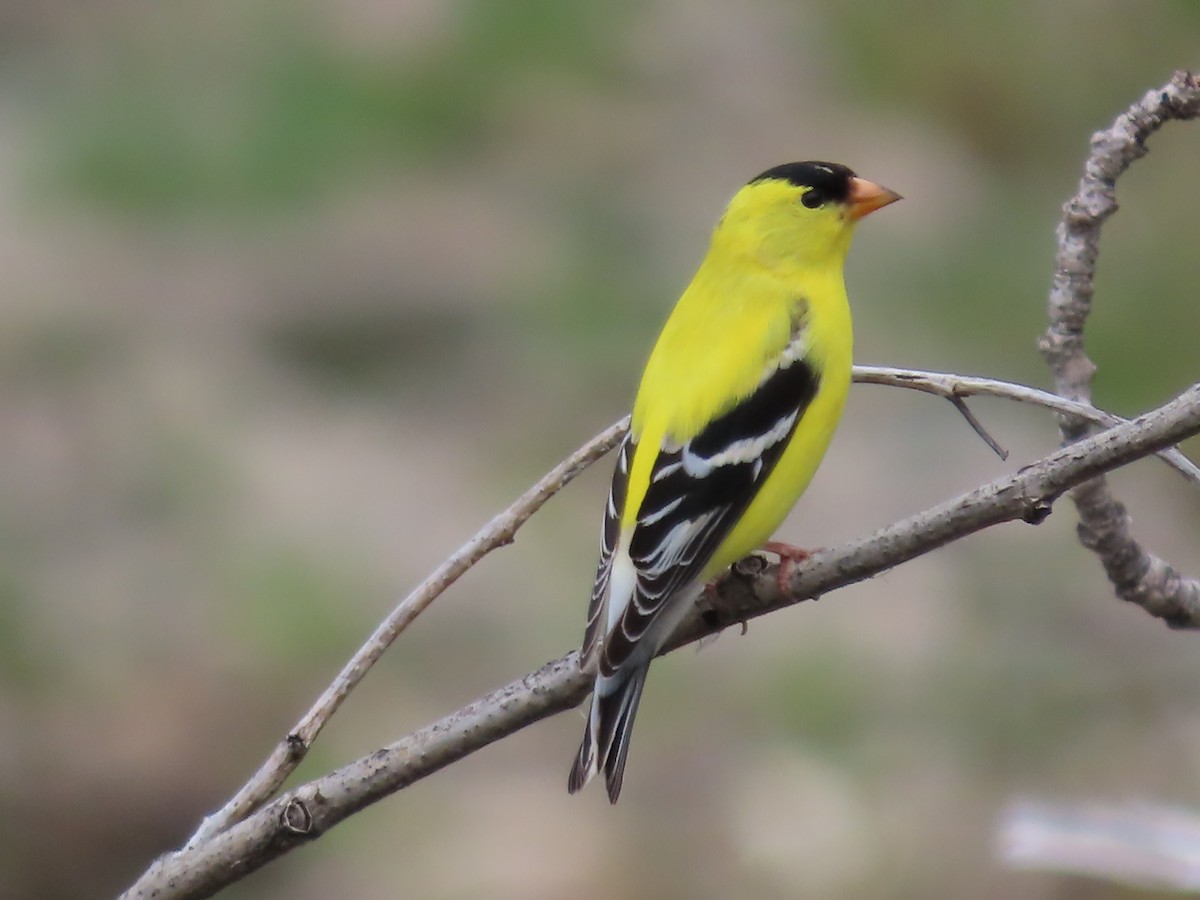 American Goldfinch - claude charest