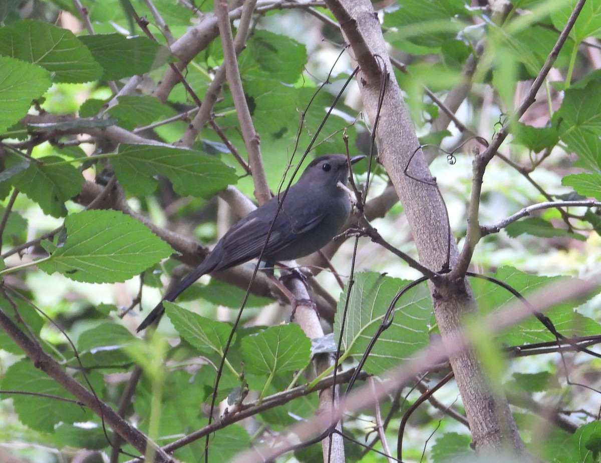 Gray Catbird - Jeff Miller