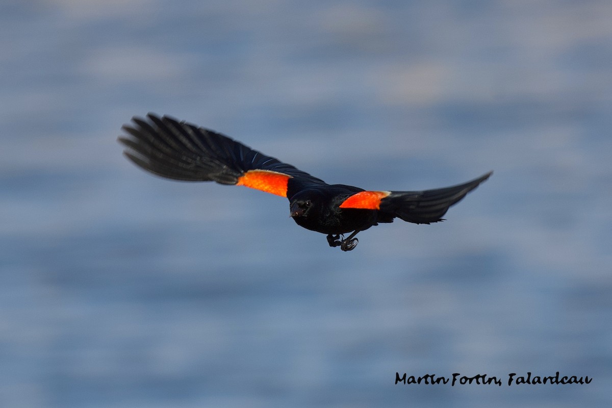 Red-winged Blackbird - Martin Fortin