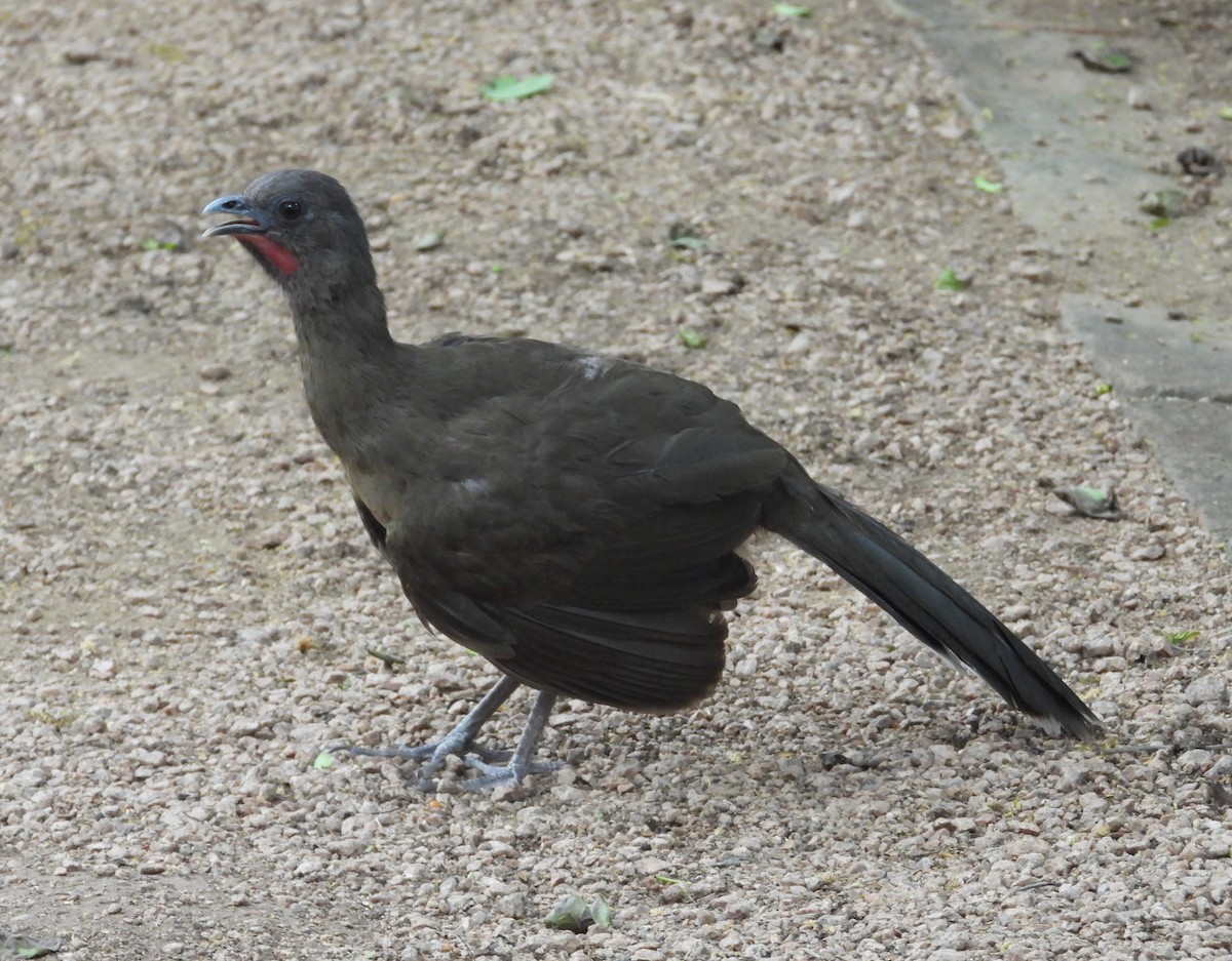 Plain Chachalaca - Jeff Miller