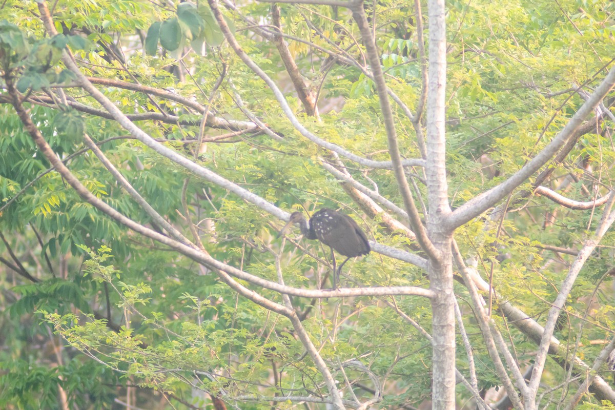 Limpkin - Manuel de Jesus Hernandez Ancheita