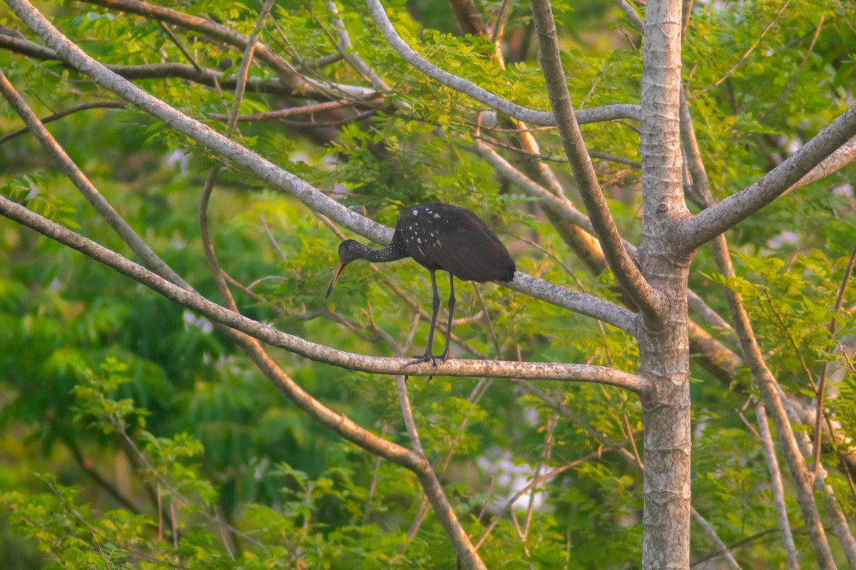 Limpkin - Manuel de Jesus Hernandez Ancheita