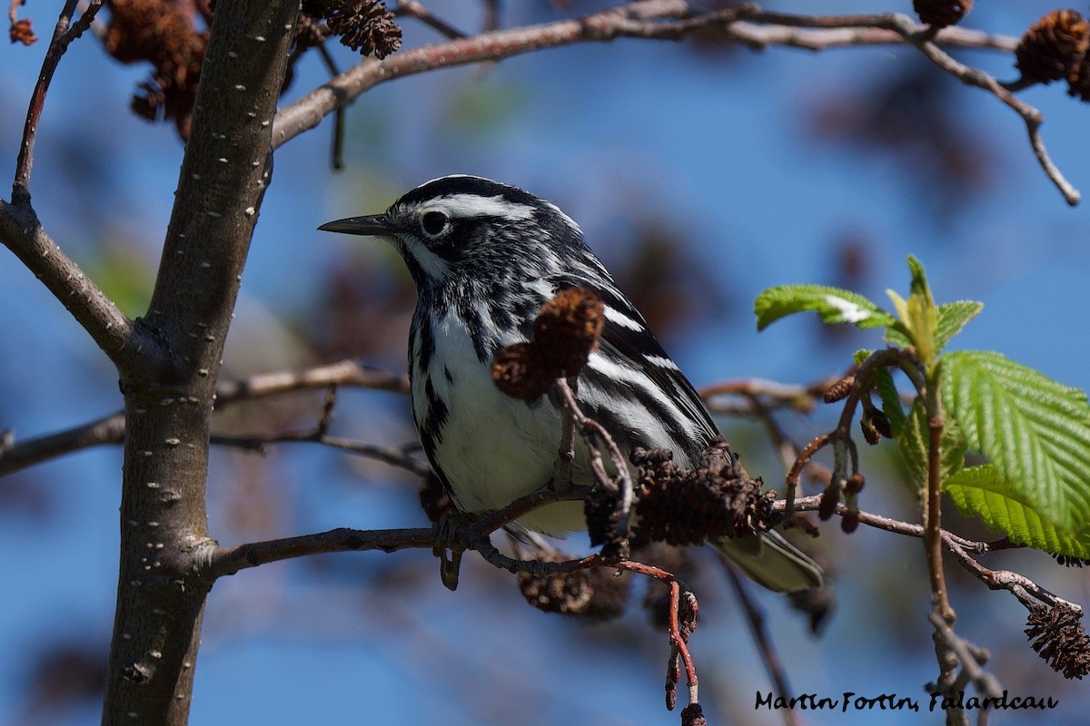 Black-and-white Warbler - Martin Fortin