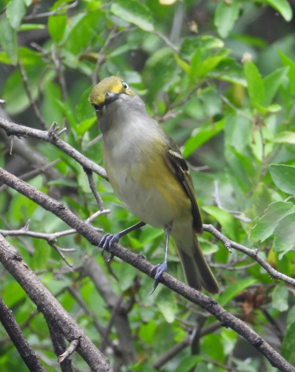 Ak Gözlü Vireo - ML619442447