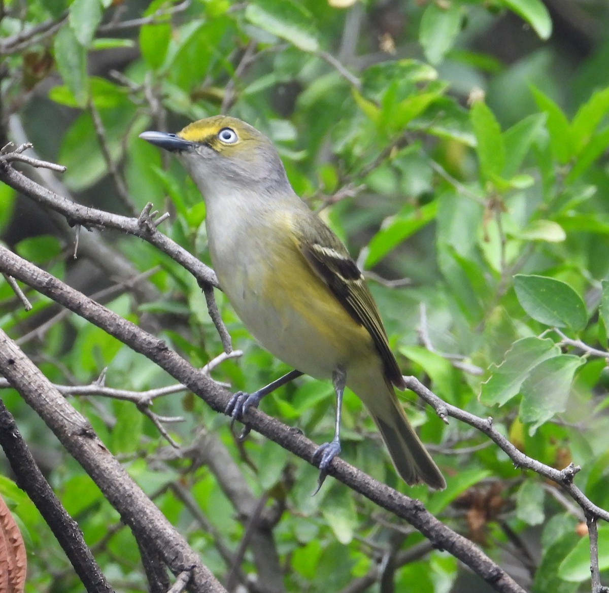 Ak Gözlü Vireo - ML619442448