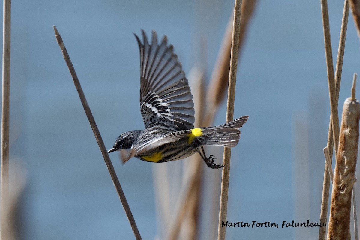 Yellow-rumped Warbler - Martin Fortin
