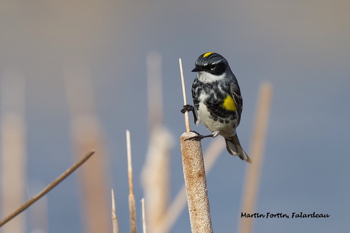Yellow-rumped Warbler - Martin Fortin