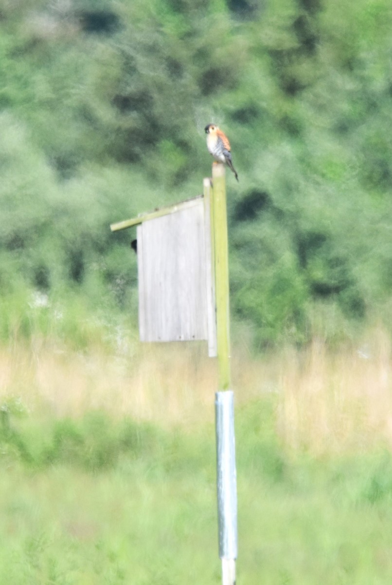 American Kestrel - Old Sam Peabody