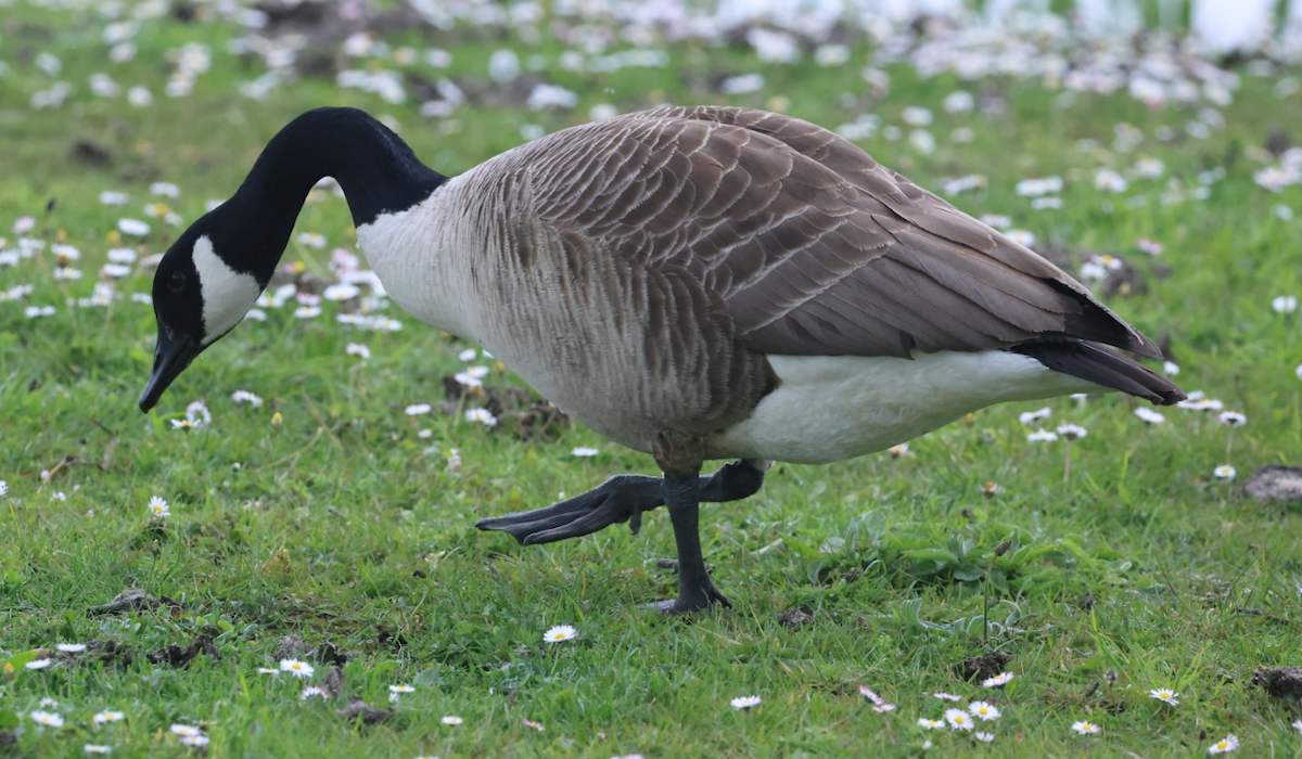 Canada Goose - Max Khoo