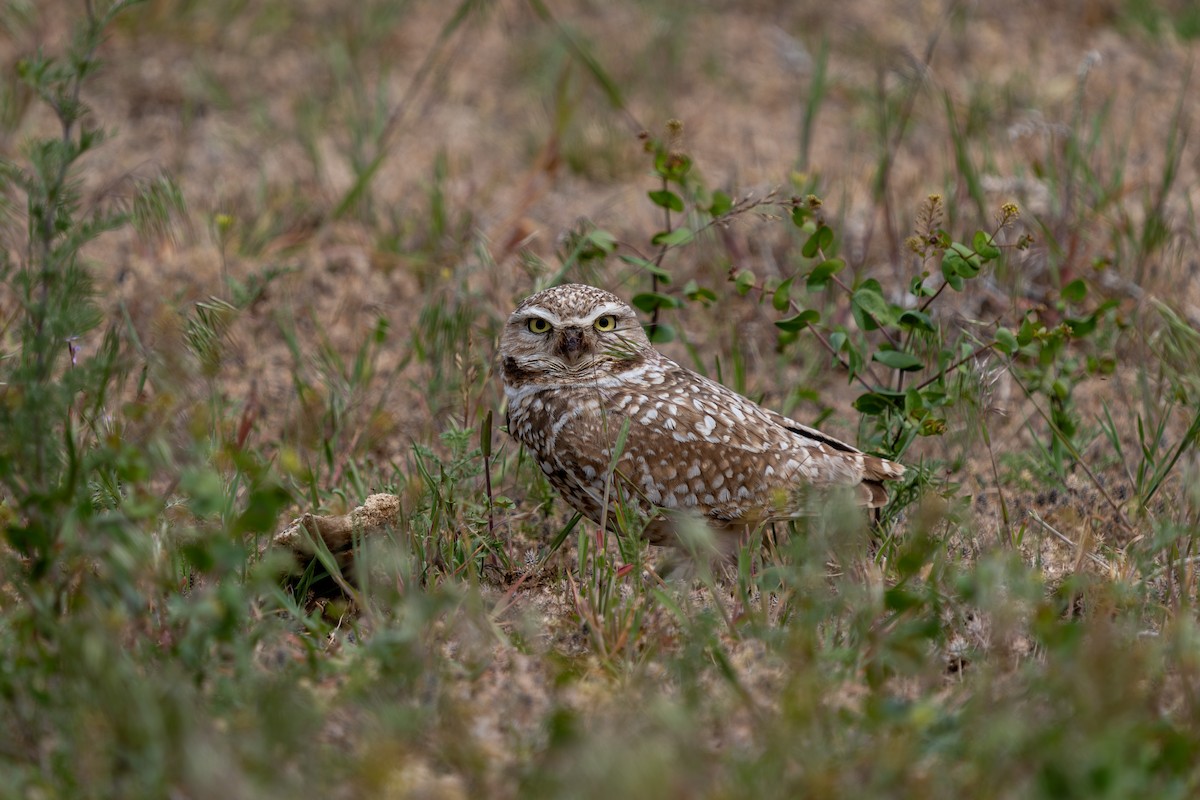 Burrowing Owl - John Ryan