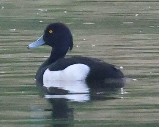 Tufted Duck - Max Khoo