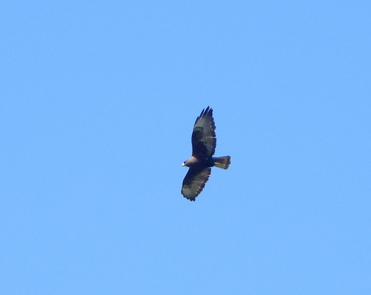 Short-tailed Hawk - Christine Rowland