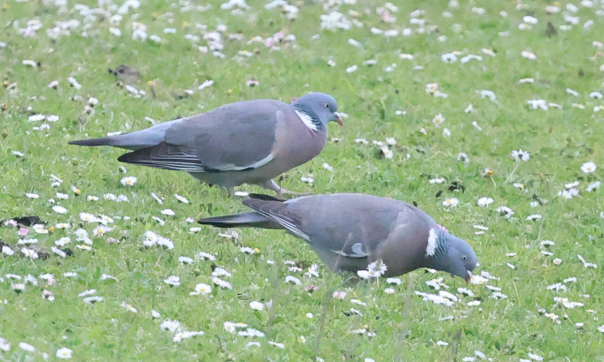 Common Wood-Pigeon - Max Khoo