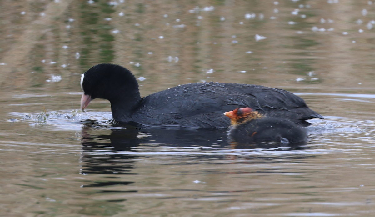 Eurasian Coot - Max Khoo