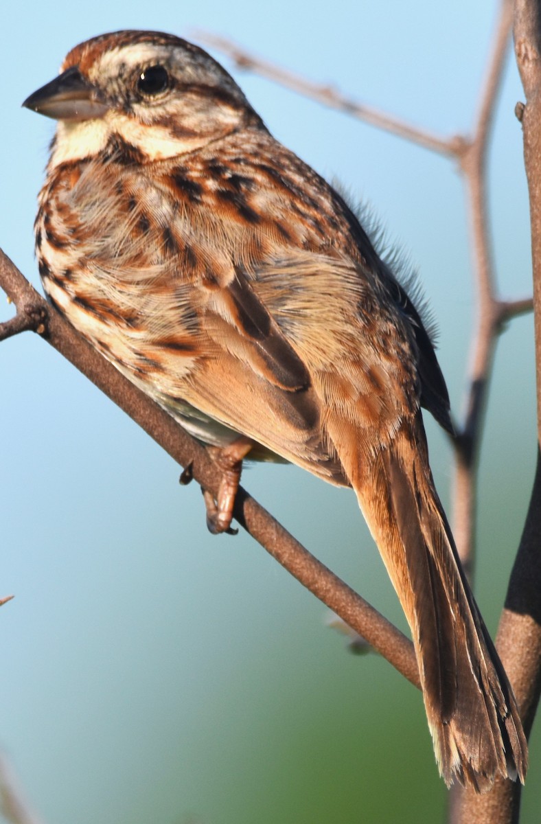 Song Sparrow - Old Sam Peabody