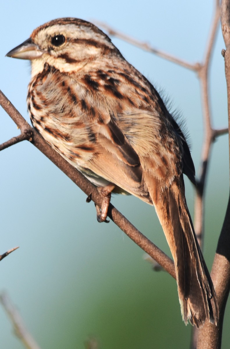 Song Sparrow - Old Sam Peabody