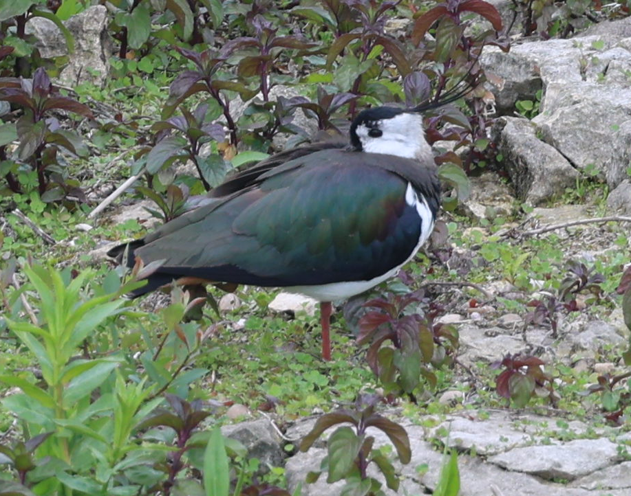 Northern Lapwing - Max Khoo