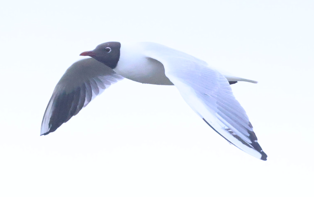 Black-headed Gull - Max Khoo