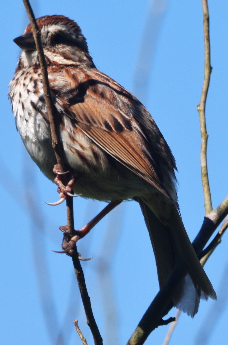 Song Sparrow - Old Sam Peabody