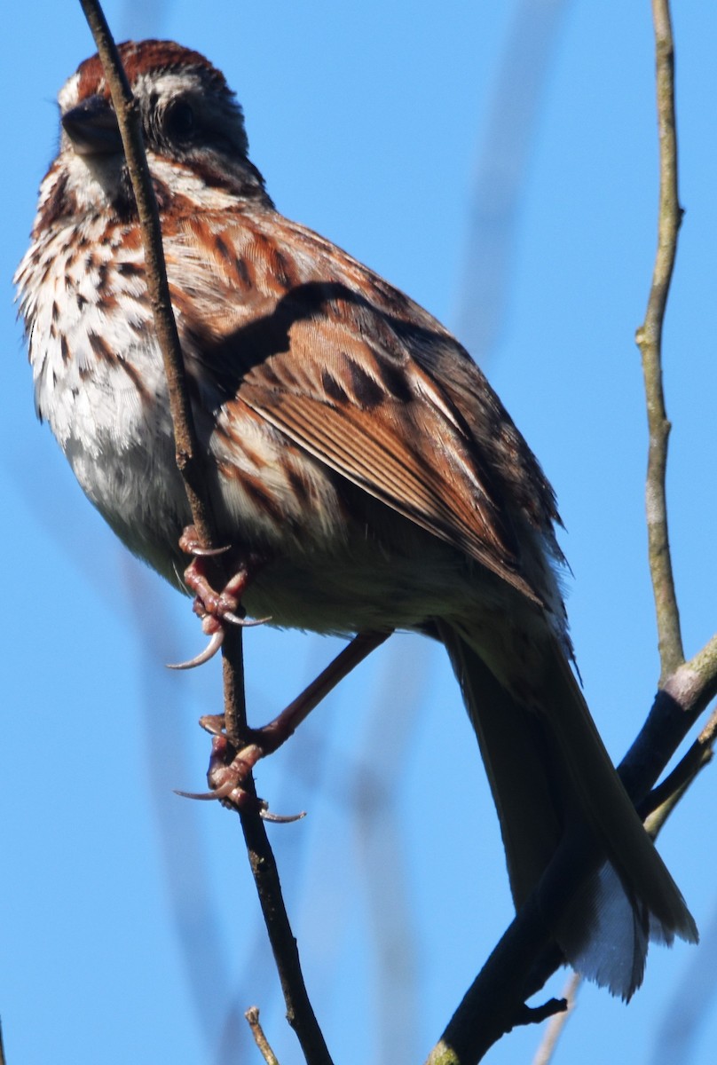 Song Sparrow - Old Sam Peabody