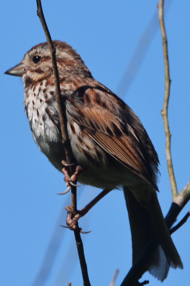 Song Sparrow - Old Sam Peabody