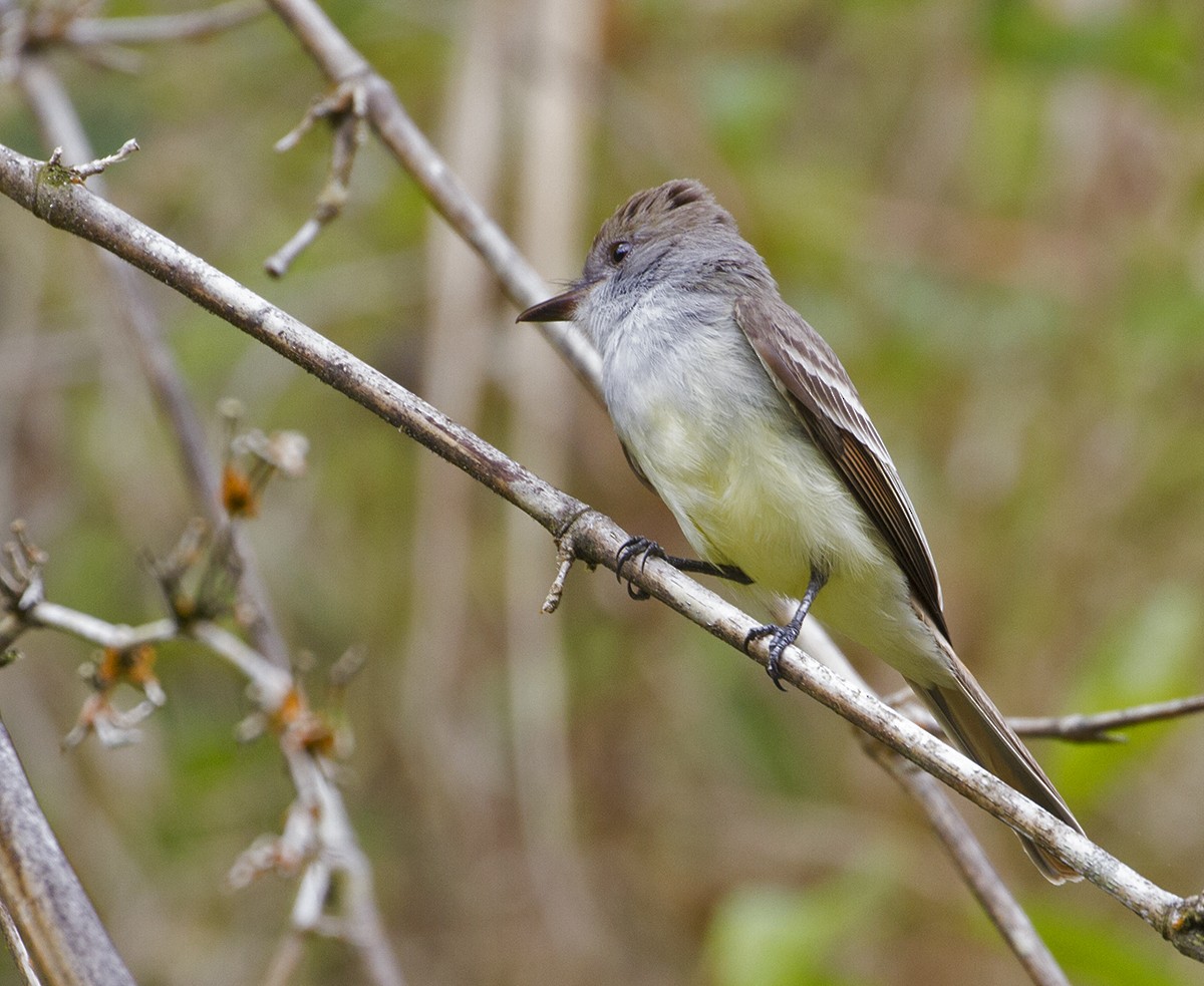 Brown-crested Flycatcher - Jim Hengeveld