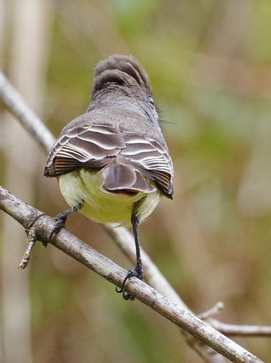 Brown-crested Flycatcher - Jim Hengeveld