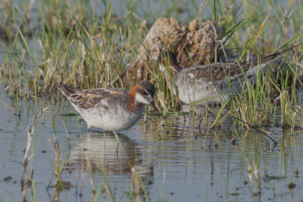 Red-necked Phalarope - Mario Vigo