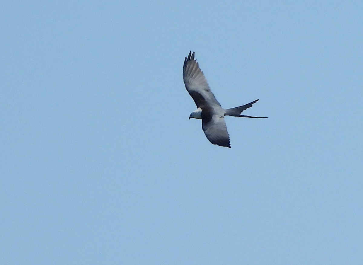 Swallow-tailed Kite - Christine Rowland